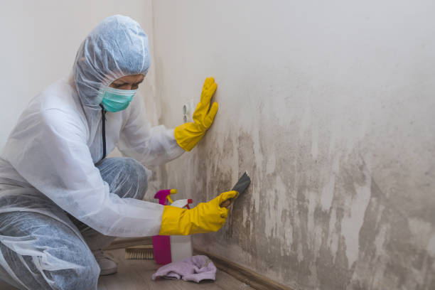 Mold Testing and Removal in Williamson, WV