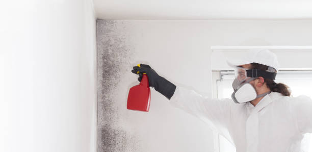 Best Commercial Mold Removal  in Williamson, WV