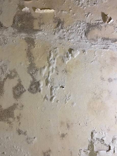 Best Mold Testing  in Williamson, WV
