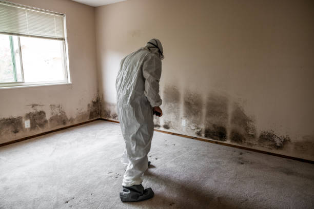 Best Affordable Mold Removal  in Williamson, WV