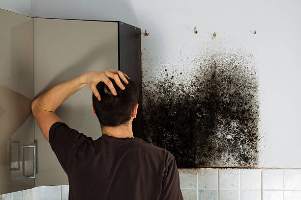 Mold Removal Process in Williamson, WV