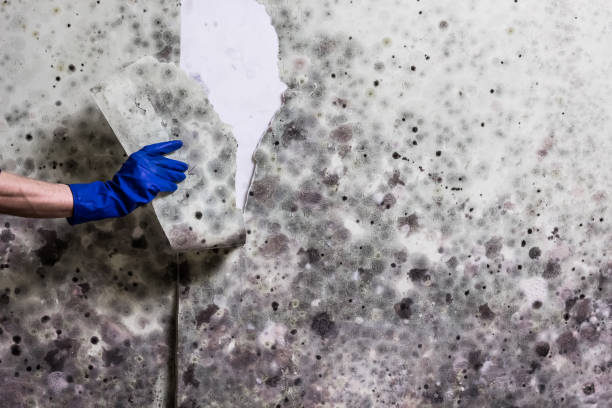 Best Toxic Mold Removal  in Williamson, WV