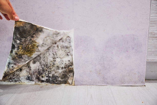 Best Mold Removal Near Me  in Williamson, WV